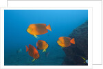 Clarion Angelfish (Holacanthus clarionensis) by Anonymous