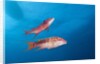 Mexican Hogfish (Bodianus diplotaenia) by Anonymous