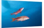 Mexican Hogfish (Bodianus diplotaenia) by Anonymous