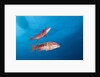 Mexican Hogfish (Bodianus diplotaenia) by Anonymous