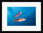 Mexican Hogfish (Bodianus diplotaenia) by Anonymous