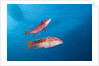 Mexican Hogfish (Bodianus diplotaenia) by Anonymous