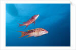 Mexican Hogfish (Bodianus diplotaenia) by Anonymous