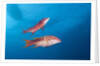 Mexican Hogfish (Bodianus diplotaenia) by Anonymous