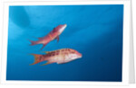 Mexican Hogfish (Bodianus diplotaenia) by Anonymous