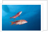 Mexican Hogfish (Bodianus diplotaenia) by Anonymous