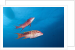 Mexican Hogfish (Bodianus diplotaenia) by Anonymous