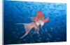 Mexican Hogfish (Bodianus diplotaenia) by Anonymous