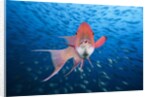 Mexican Hogfish (Bodianus diplotaenia) by Anonymous