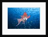 Mexican Hogfish (Bodianus diplotaenia) by Anonymous