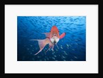 Mexican Hogfish (Bodianus diplotaenia) by Anonymous