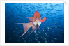 Mexican Hogfish (Bodianus diplotaenia) by Anonymous