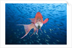 Mexican Hogfish (Bodianus diplotaenia) by Anonymous
