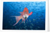Mexican Hogfish (Bodianus diplotaenia) by Anonymous