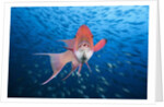 Mexican Hogfish (Bodianus diplotaenia) by Anonymous