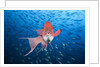 Mexican Hogfish (Bodianus diplotaenia) by Anonymous