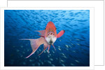 Mexican Hogfish (Bodianus diplotaenia) by Anonymous