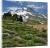 Phlox wildflowers & Mt. Hood by Anonymous