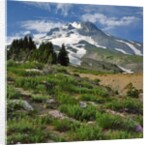 Phlox wildflowers & Mt. Hood by Anonymous