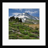 Phlox wildflowers & Mt. Hood by Anonymous