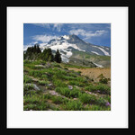 Phlox wildflowers & Mt. Hood by Anonymous