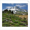 Phlox wildflowers & Mt. Hood by Anonymous