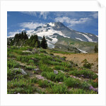 Phlox wildflowers & Mt. Hood by Anonymous