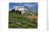 Phlox wildflowers & Mt. Hood by Anonymous