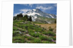 Phlox wildflowers & Mt. Hood by Anonymous