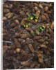 Wild violas and spruce cones by Anonymous
