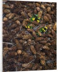 Wild violas and spruce cones by Anonymous