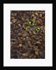 Wild violas and spruce cones by Anonymous