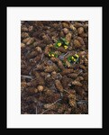 Wild violas and spruce cones by Anonymous