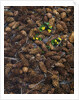Wild violas and spruce cones by Anonymous