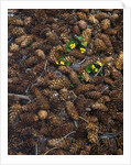 Wild violas and spruce cones by Anonymous