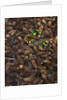 Wild violas and spruce cones by Anonymous