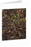 Wild violas and spruce cones by Anonymous