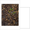 Wild violas and spruce cones by Anonymous