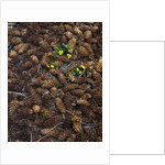 Wild violas and spruce cones by Anonymous