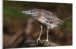 Squacco heron, Chobe National Park by Anonymous
