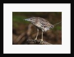 Squacco heron, Chobe National Park by Anonymous