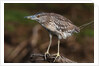 Squacco heron, Chobe National Park by Anonymous