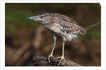 Squacco heron, Chobe National Park by Anonymous
