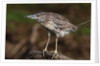 Squacco heron, Chobe National Park by Anonymous