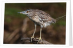 Squacco heron, Chobe National Park by Anonymous