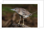 Squacco heron, Chobe National Park by Anonymous