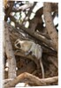 Vervet monkey, Chobe National Park by Anonymous