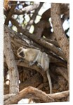 Vervet monkey, Chobe National Park by Anonymous