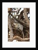 Vervet monkey, Chobe National Park by Anonymous