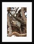 Vervet monkey, Chobe National Park by Anonymous